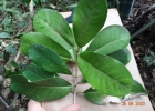 <i>Myrceugenia kleinii</i> D.Legrand & Kausel [Myrtaceae]