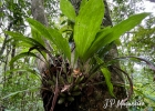 <i>Gongora bufonia</i> Lindl. [Orchidaceae]