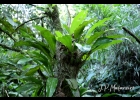 <i>Gongora bufonia</i> Lindl. [Orchidaceae]