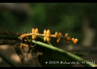 <i>Phoradendron piperoides</i> (Kunth) Trel. [Viscaceae]