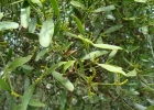<i>Phoradendron ensifolium</i> (Pohl ex DC.) Eichler [Santalaceae]