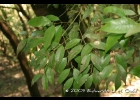 <i>Plinia rivularis</i> (Cambess.) Rotman [Myrtaceae]