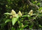 <i>Forsteronia glabrescens</i> Müll.Arg. [Apocynaceae]