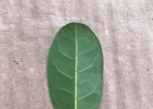 <i>Sloanea hatschbachii</i> D. Sampaio & V.C. Souza [Elaeocarpaceae]