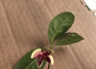<i>Sloanea hatschbachii</i> D. Sampaio & V.C. Souza [Elaeocarpaceae]