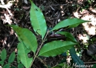 <i>Eugenia neoverrucosa</i> Sobral [Myrtaceae]