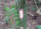 <i>Monteverdia evonymoides</i> (Reissek) Biral [Celastraceae]