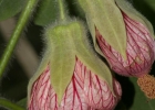 <i>Callianthe maritima</i> Grings [Malvaceae]