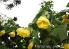 <i>Callianthe flava</i> Grings [Malvaceae]