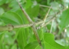 <i>Strychnos brasiliensis</i> (Spreng.) Mart. [Loganiaceae]