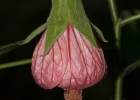 <i>Callianthe sulcatarinensis</i> Grings [Malvaceae]