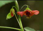 <i>Callianthe darwinii</i> (Hook. f.) Donnel [Malvaceae]