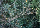 <i>Strychnos brasiliensis</i> (Spreng.) Mart. [Loganiaceae]