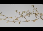 <i>Cerastium rivulare</i> Cambess. [Caryophyllaceae]