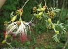 <i>Calliandra foliolosa</i> Benth. [Fabaceae]