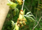 <i>Calliandra foliolosa</i> Benth. [Fabaceae]