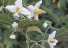 <i>Solanum ramulosum</i> Sendtn. [Solanaceae]