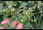 <i>Solanum ramulosum</i> Sendtn. [Solanaceae]
