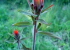 <i>Castilleja arvensis</i> Schltdl. & Cham. [Orobanchaceae]