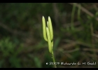 <i>Lycopodium clavatum</i> L. [Lycopodiaceae]