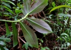 <i>Costus spiralis</i> (Jacq.) Roscoe [Costaceae]