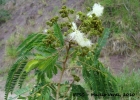 <i>Albizia edwallii</i> (Hoehne) Barneby & J.Grimes [Fabaceae]