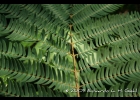 <i>Albizia edwallii</i> (Hoehne) Barneby & J.Grimes [Fabaceae]