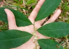 <i>Erythroxylum ambiguum</i> Peyr. [Erythroxylaceae]