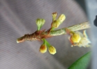 <i>Erythroxylum ambiguum</i> Peyr. [Erythroxylaceae]