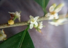 <i>Erythroxylum ambiguum</i> Peyr. [Erythroxylaceae]