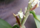 <i>Erythroxylum ambiguum</i> Peyr. [Erythroxylaceae]