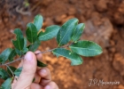 <i>Erythroxylum umbu</i> Costa-Lima [Erythroxylaceae]