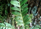 <i>Zanthoxylum kleinii</i> (R.S.Cowan) P.G.Waterman [Rutaceae]