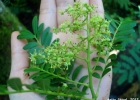 <i>Zanthoxylum kleinii</i> (R.S.Cowan) P.G.Waterman [Rutaceae]
