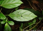 <i>Justicia floribunda</i> (C. Koch) Wasshausen [Acanthaceae]