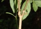 <i>Justicia floribunda</i> (C. Koch) Wasshausen [Acanthaceae]