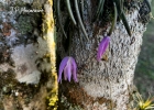 <i>Leptotes unicolor</i> Barb. Rodr. [Orchidaceae]