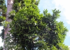 <i>Agathis robusta</i> (C.Moore ex F.Muell.) F.M.Bailey [Araucariaceae]