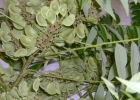 <i>Ateleia glazioveana</i> Baill. [Fabaceae]