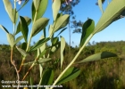 <i>Escallonia clorophylla</i> Cham. & Schltdl. [Escalloniaceae]