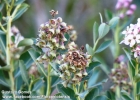 <i>Escallonia clorophylla</i> Cham. & Schltdl. [Escalloniaceae]