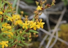 <i>Hypericum austrobrasiliense</i> Vog.Ely, Boldrini & Bordignon [Hypericaceae]