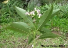 <i>Escallonia petrophila</i> Rambo & Sleumer [Escalloniaceae]