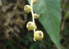 <i>Croton celtidifolius</i> Baill. [Euphorbiaceae]