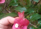 <i>Bougainvillea spectabilis</i> Willd. [Nyctaginaceae]