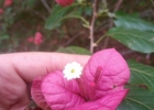 <i>Bougainvillea spectabilis</i> Willd. [Nyctaginaceae]