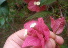 <i>Bougainvillea spectabilis</i> Willd. [Nyctaginaceae]