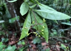 <i>Neea pendulina</i> Heimerl [Nyctaginaceae]