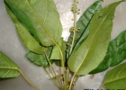 <i>Croton macrobotrys</i> Baill. [Euphorbiaceae]