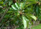 <i>Manilkara zapota</i> (L.) P.Royen [Sapotaceae]